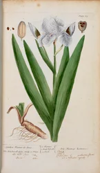 (Trädgård) Flower-de-Luce. En iris, från "A Curious Herbal..." av Elizabeth Blackwell
