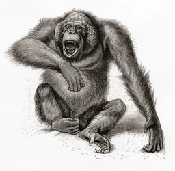 En orangutang från Borneo, Pongo pygmaeus, även stavad orangutang, orangutang eller orangutang. Från Meyers Lexicon, publicerad 1924 (tryckt)