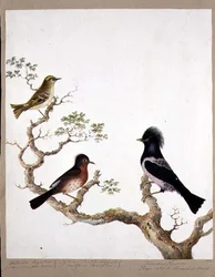 En Gyllene Crested Wren, en Dartford Warbler och en Rose Coloured Thrush eller Ouzel, 1824 (wc på papper)
