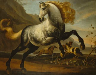 En grå stigande hingst med flödande man med hingstar som slåss i ett stenigt landskap,