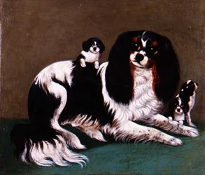En King Charles Spaniel-familj, Provincial School