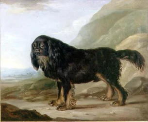 En King Charles Spaniel i ett landskap