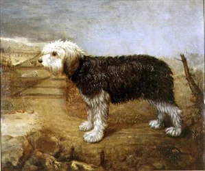 En fårhund, fält bortom