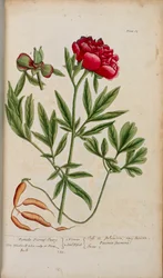 En pion, från "A Curious Herbal..." av Elizabeth Blackwell