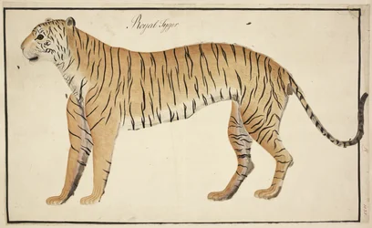 En kunglig tiger från Serfagee of Tanjores samling