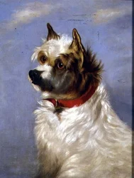 En terrier med röd krage