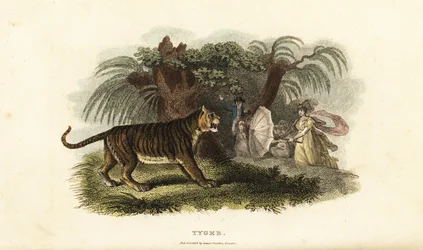 En tiger, Panthera tigris, skräms bort av en engelsk kvinna som viftar med ett paraply