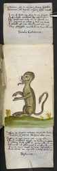 Lägg till MS 57312 f.14 spelbok (bläck & färg på veläng)