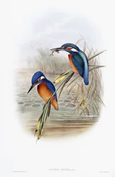 Alcedo Ispida (vanlig kungsfiskare)