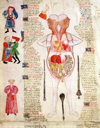 Anatomiskt diagram, från "De arte phisicali e de cirurgia" av John Arderne
