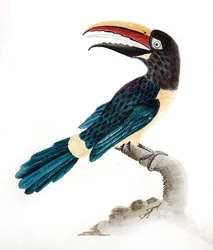 Aracari tukan