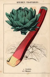 Kronärtskocka hjärta och röd rabarber   , från "The Instructive Picturebook, or Lessons from the Vegetable World," [Charlotte Mary Yonge], Edinburgh