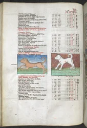 Arundel MS 66 f.44v Canis maior och Canis minor avbildade som hundar 