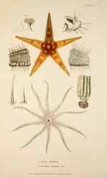 Asterias aurantiaca och Comatula carinata, pub. 1833 Handkolorerad gravyr.