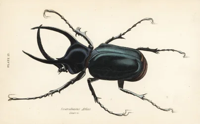 Atlasbagge, Chalcosoma atlas (Scarabaeus atlas)