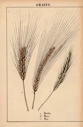 Korn, bere och rågräs  , från "The Instructive Picturebook, or Lessons from the Vegetable World," [Charlotte Mary Yonge], Edinburgh