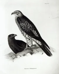 Birds of Prey, ipu 2 mai le 