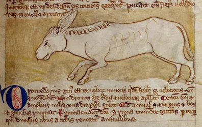 CCA-LitMs/D/10 fol. 10r Donkey, från Bestiary