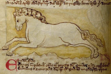 CCA-LitMs/D/10 fol. 10r Häst, från Bestiary