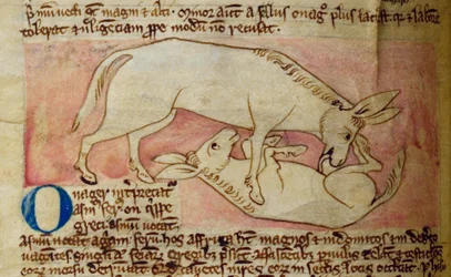 CCA-LitMs/D/10 fol. 10r Wild ass, från Bestiary