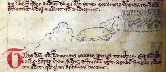 CCA-LitMs/D/10 fol. 11v Mole, från Bestiary