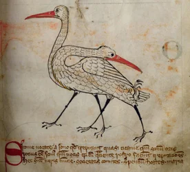 CCA-LitMs/D/10 fol. 15r Stork, från Bestiary