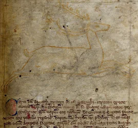 CCA-LitMs/D/10 fol. 1r Stag, från Bestiary