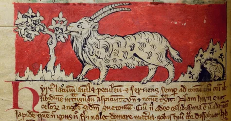 CCA-LitMs/D/10 fol. 8v Goat, från Bestiary