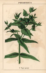 Kaprisspurge med gröna frön, Euphorbia lathyris   , från "The Instructive Picturebook, or Lessons from the Vegetable World," [Charlotte Mary Yonge], Edinburgh