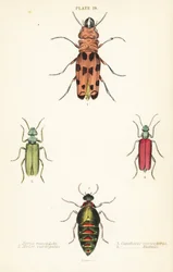 Cissites maculata 1, brokig oljebagge, Meloe variegatus 2, spansk fluga, Lytta vesicatoria 3 och Nuttalls blisterbagge, Lytta nuttalli 4