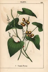 Vanlig bryony med gyllene bär. Bryonia alba   , från "The Instructive Picturebook, or Lessons from the Vegetable World," [Charlotte Mary Yonge], Edinburgh