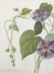 Convolvulus Purpurus (wc på vellum)