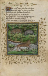Bomull Vespasianus B. XII, f.4 Illustration av en grävling, vildkatt och utter; med vers, från en 