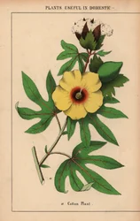 Bomullsväxt, med gul blomma och vit bomullsboll.  , från "The Instructive Picturebook, or Lessons from the Vegetable World," [Charlotte Mary Yonge], Edinburgh
