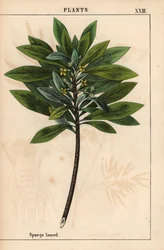Daphne laureola eller Spurge-laurel   , från "The Instructive Picturebook, or Lessons from the Vegetable World," [Charlotte Mary Yonge], Edinburgh