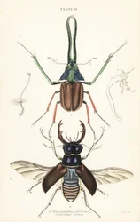 Darwins skalbagge, Grants ekoxe eller den chilenska ekoxen, Chiasognathus grantii 1, och europeisk ekoxe, Lucanus cervus 2