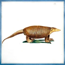 Dasypus bältdjur, ca 1810 (akvarell på papper)