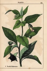 Dödlig nattskugga   , från "The Instructive Picturebook, or Lessons from the Vegetable World," [Charlotte Mary Yonge], Edinburgh