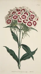 Dianthus Barbatus Skäggrosa, pub. 1792 handfärgad gravyr.