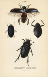 Dykbagge, Dytiscus dimidiatus 1, vanlig virvelbagge, Gyrinus natator 2, Cyclous vittatus 3 och stor silvervattenbagge, Hydrophilus piceus 4