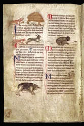 Hund som jagar ett piggsvin, räv som jagar en kanin, katt som jagar en mus etc., engelsk bestiarium, tidigt 1200-tal (pergament)
