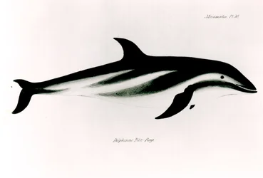 Delfin, illustration från "Zoologin om H.M.S Beagles resa, 1832-36", av Charles Darwin (1809-92)