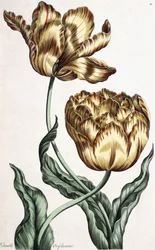 Dubbel banderoll, 1759