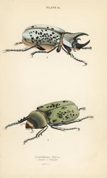 Östra Hercules skalbagge, Dynastes tityus, hane 1, hona 2