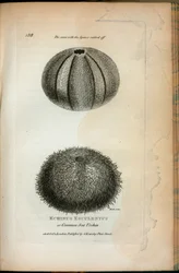 Echinus Esculentus eller vanlig sjöborre; Samma sak med Spines gnidade av, från "Zoologiska föreläsningar hölls vid den kungliga institutionen åren 1806 och 1807" av George Shaw
