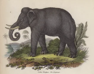 Elefant (färgad gravyr)