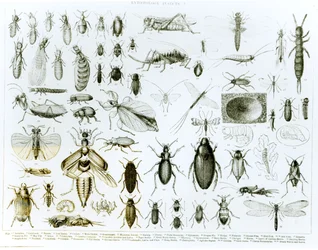 Entomologi: insekter