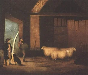 Mata fåren