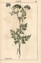 Dårpersilja Aethusa cynapium   , från "The Instructive Picturebook, or Lessons from the Vegetable World," [Charlotte Mary Yonge], Edinburgh