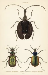 Skogslarvjägare, Calosoma sycophanta 1, markbagge, Elaphrus riparius 2 och violinbagge, Mormolyce phyllodes 3